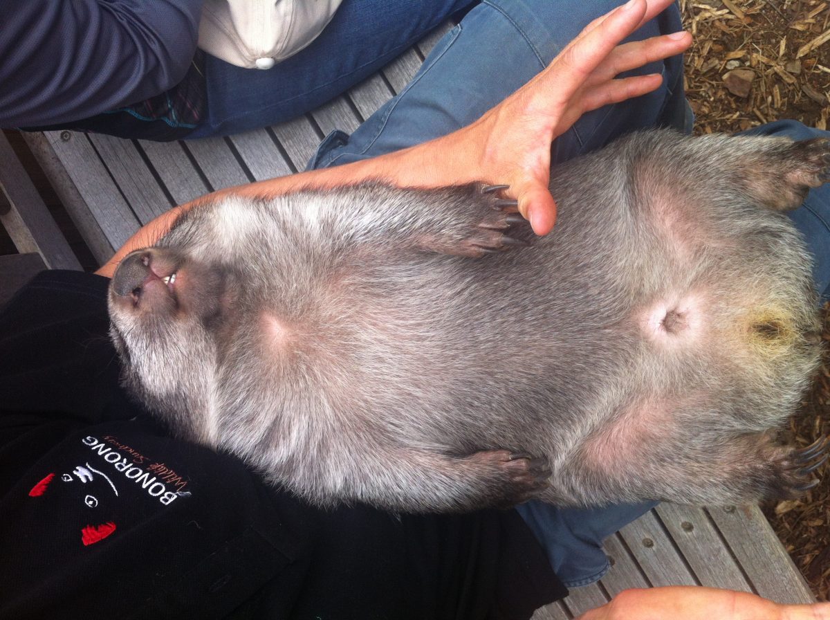 動物紀行 有袋類の不思議 Ajpr タスマニア旅行のパイオニア