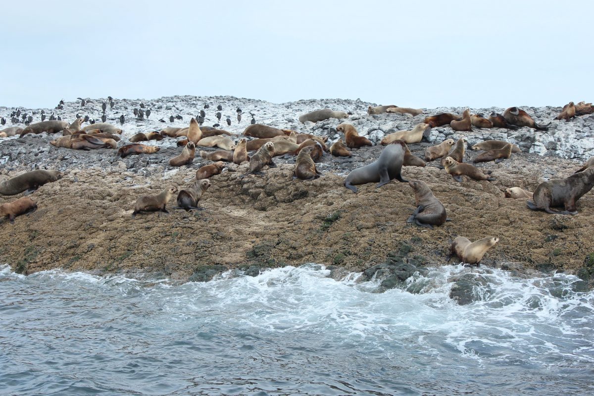 動物紀行 オスには厳しいハーレム社会 Ajpr タスマニア旅行のパイオニア