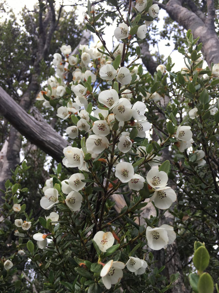 世界遺産の森に咲く 蜜の花 Ajpr タスマニア旅行のパイオニア