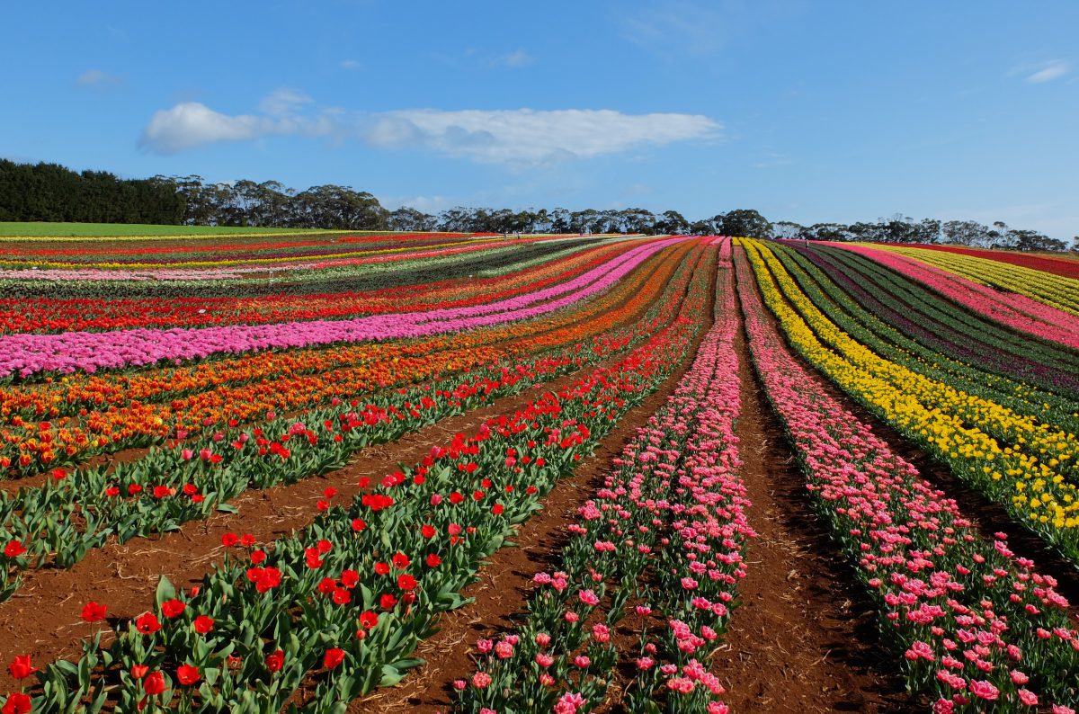 テーブルケープのチューリップファーム - AJPR タスマニア旅行のパイオニア
